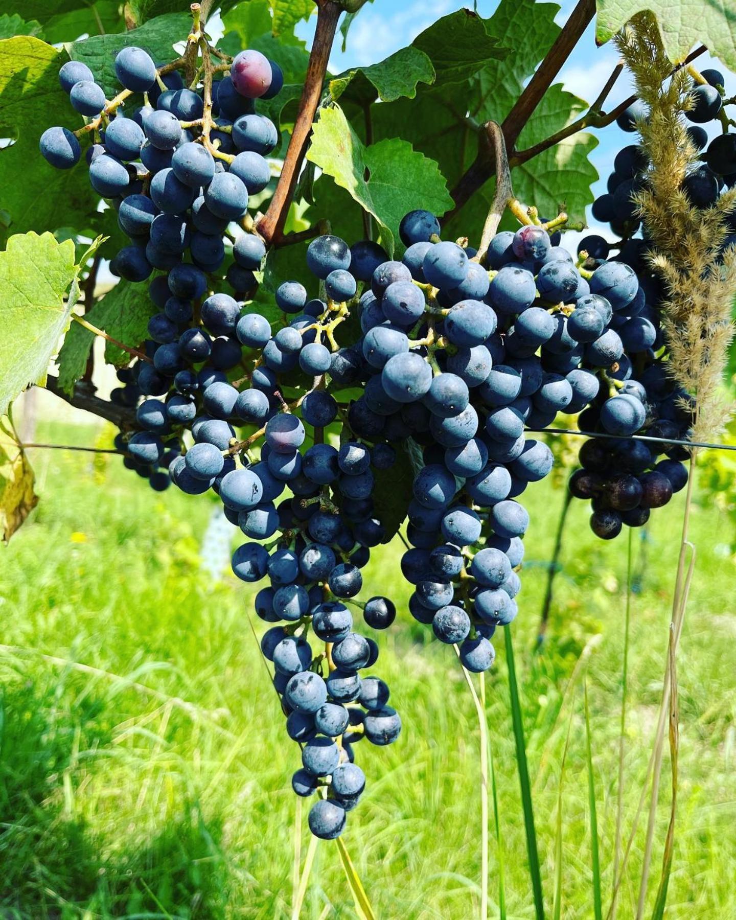 Stara Vinice Velke Zernoseky 93 외부 사진